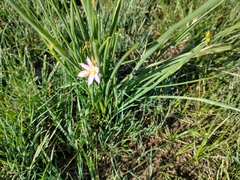 Olsynium douglasii