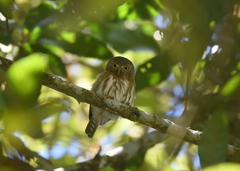 Glaucidium palmarum