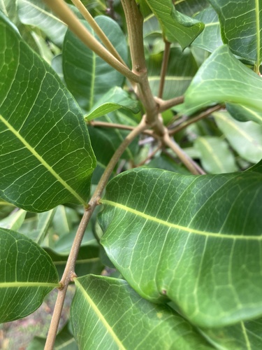 Cupaniopsis anacardioides