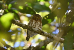 Glaucidium palmarum