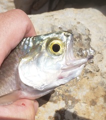 Hiodon alosoides