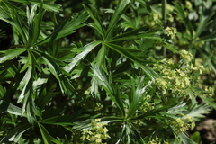 Alchemilla sericea