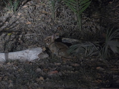 Sylvilagus brasiliensis