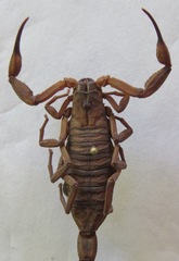 Centruroides gracilis