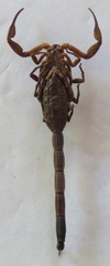 Centruroides gracilis