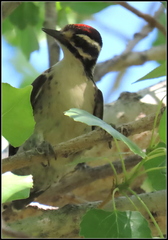 Dryobates nuttallii