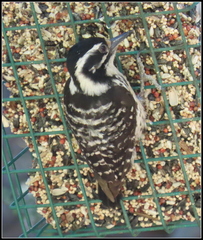 Dryobates nuttallii