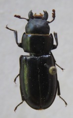 Trogossitidae