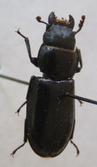 Trogossitidae