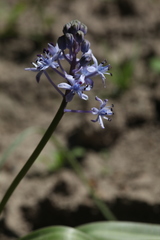 Scilla litardierei