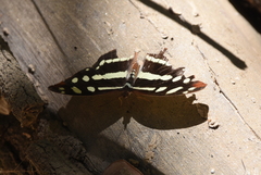Catonephele cortesi