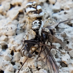 Salticus scenicus