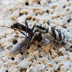 Salticus scenicus