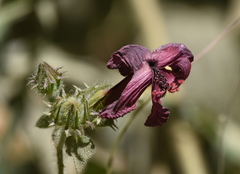 Hibiscus uncinellus