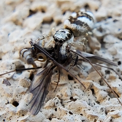 Salticus scenicus