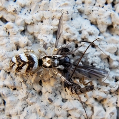 Salticus scenicus