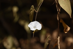 Ipomoea puncticulata