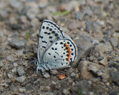 Euphilotes heracleoides