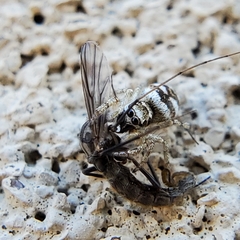 Salticus scenicus