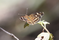 Anthanassa ptolyca amator