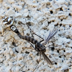 Salticus scenicus
