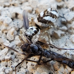 Salticus scenicus