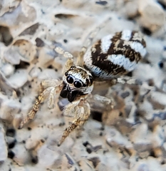 Salticus scenicus