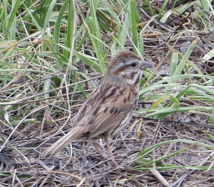 Atlantic Song Sparrow