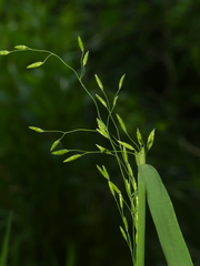 Torreyochloa pallida