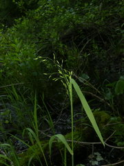 Torreyochloa pallida
