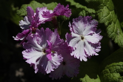 Primula sieboldii