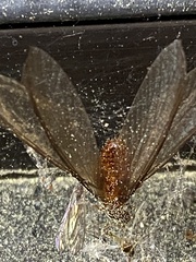 Zootermopsis nevadensis