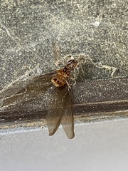 Zootermopsis nevadensis