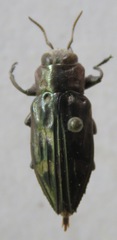 Chrysobothris acutipennis