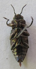 Chrysobothris acutipennis