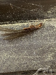 Zootermopsis nevadensis