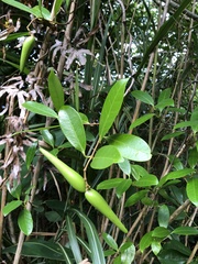 Anodendron affine