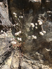 Eriogonum nudum nudum