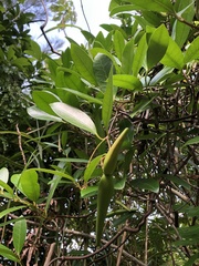 Anodendron affine