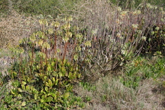 Cotyledon orbiculata orbiculata