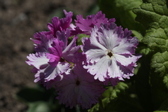 Primula sieboldii