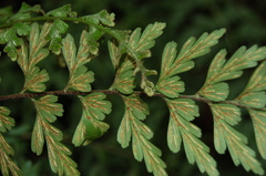 Asplenium praemorsum