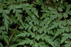 Asplenium praemorsum