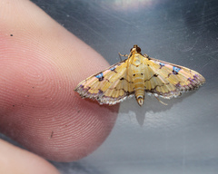 Ategumia ebulealis