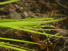 Dichanthelium linearifolium