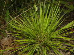 Dichanthelium linearifolium