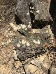 Eriogonum nudum nudum