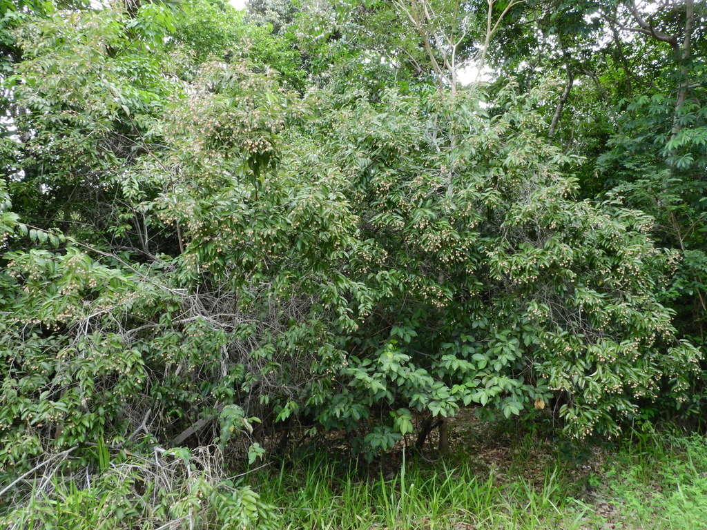 Mabea paniculata