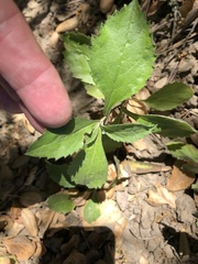 Eurybia radulina