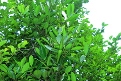 Anodendron affine